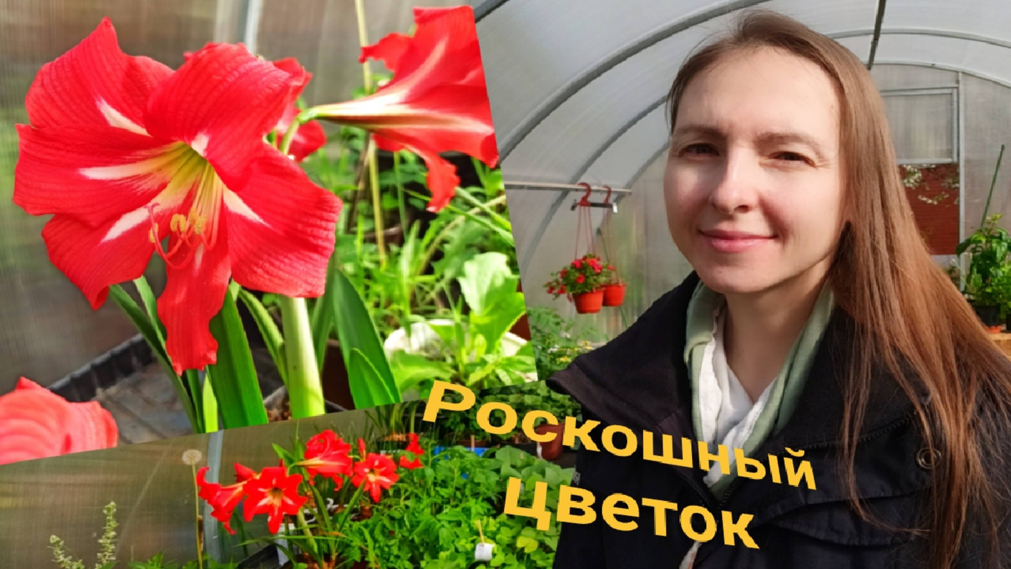 АМАРИЛЛИС: ПОСАДКА, УХОД, ЦВЕТЕНИЕ