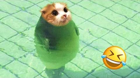 ПРИКОЛЫ С ЖИВОТНЫМИ ДО СЛЕЗ #8 Смешные КОТЫ И СОБАКИ Приколы