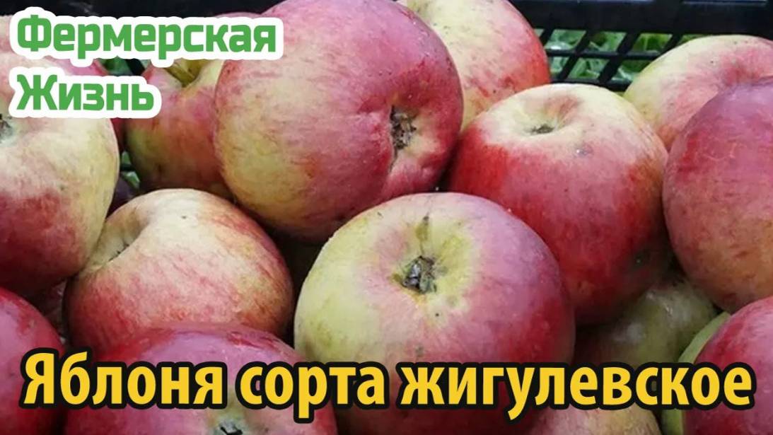 Яблоня сорта жигулевское особенности посадки и выращивания осенних яблок