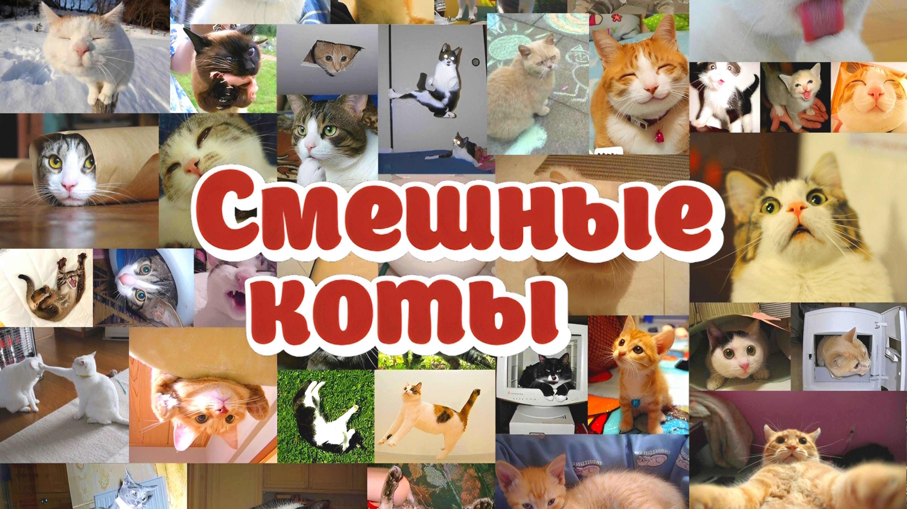 СМЕШНЫЕ КОТЫ! #1 ПРИКОЛЫ С КОТАМИ! СМЕШНЫЕ ЖИВОТНЫЕ!