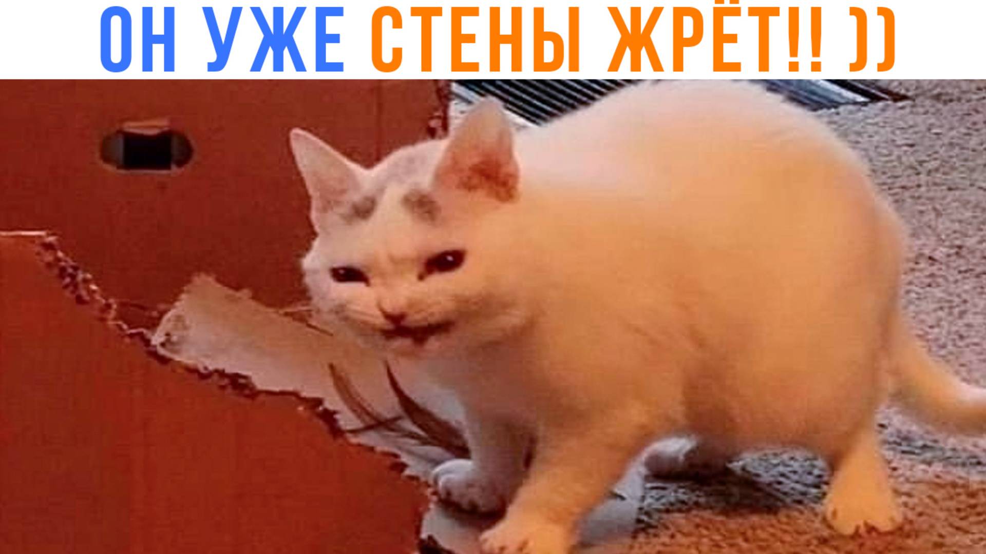 ТОХА ГОЛОДНЫЙ ))) Приколы с котами | Мемозг 1586