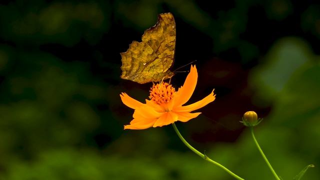 6162764-uhd_3840_2160_30fps