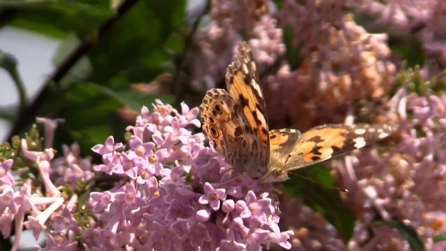 855714-hd_1920_1080_25fps