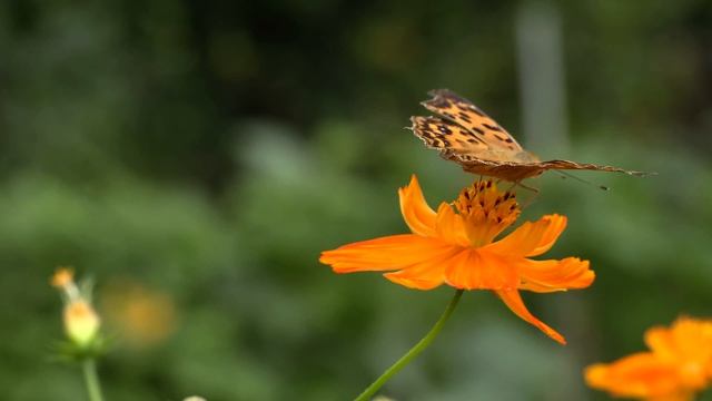 6345272-uhd_3840_2160_30fps