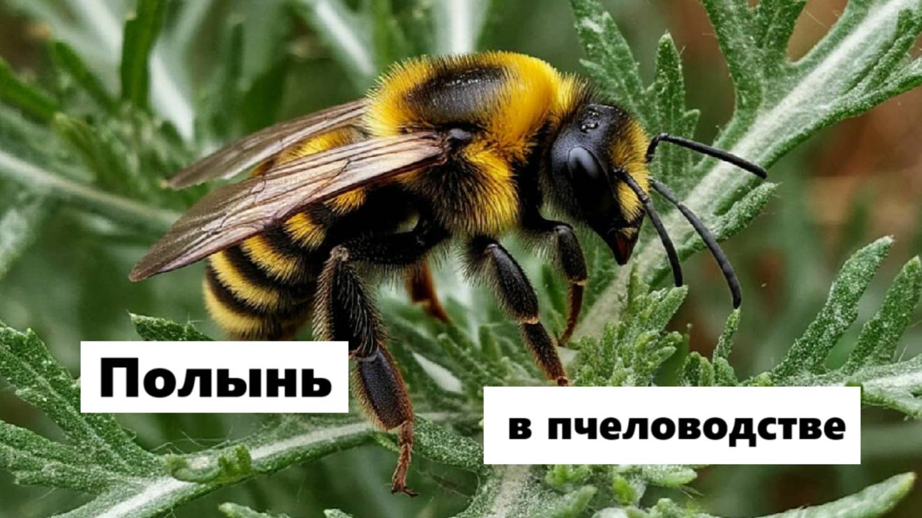 Использование полыни в пчеловодстве.