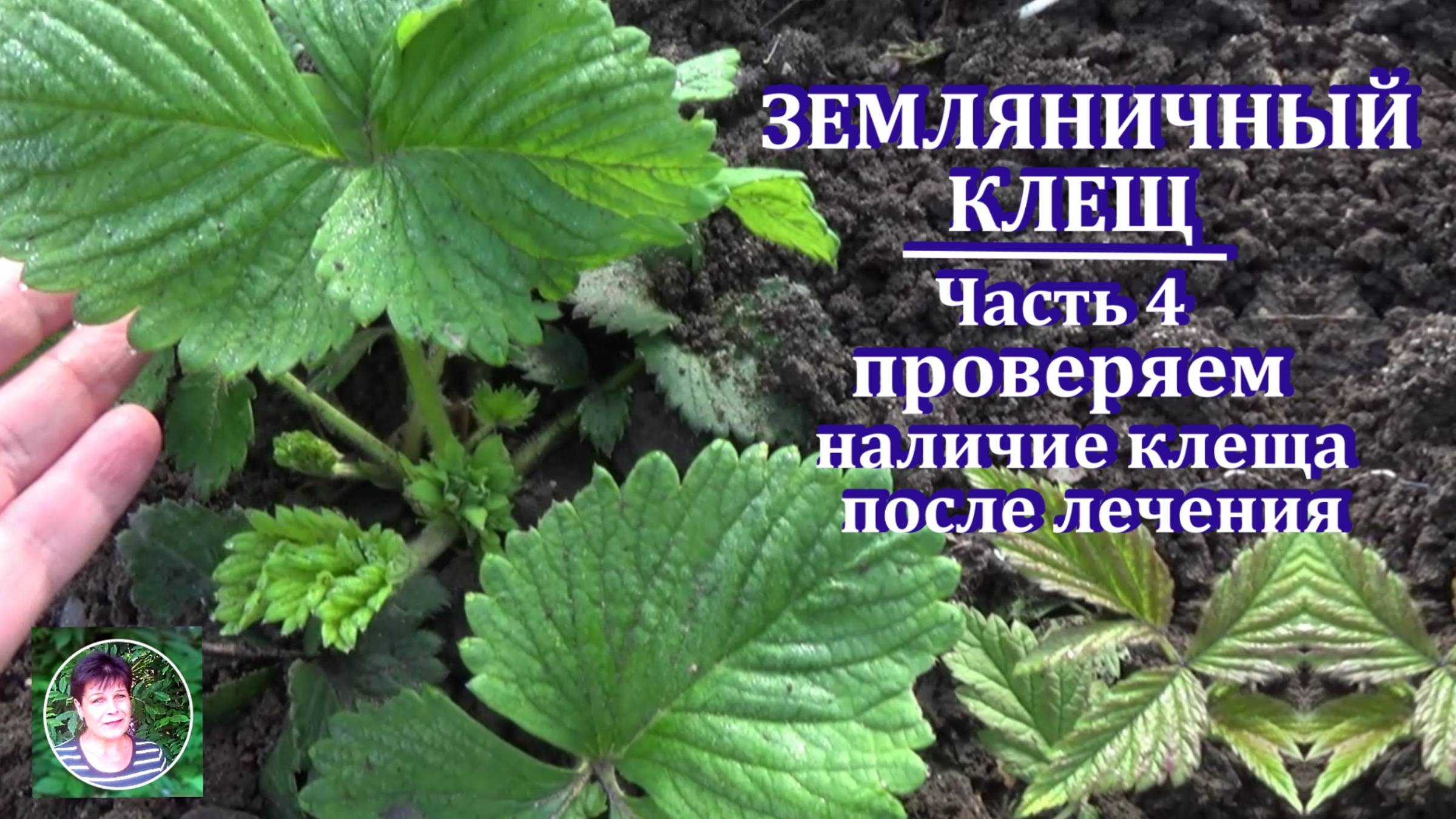 Земляничный клещ на клубнике Часть 4 - контрольный обход Итоговый результат.