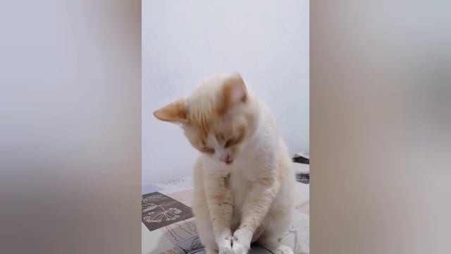Котик любит читать