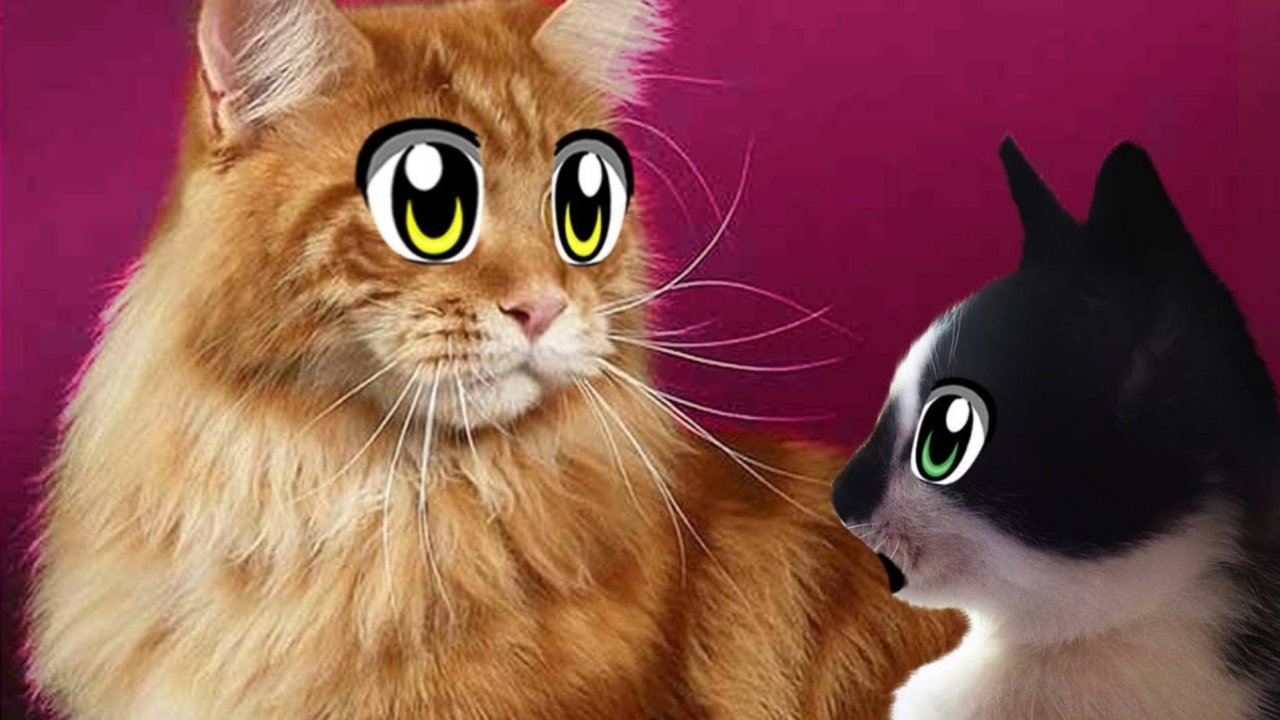 РОЗЫГРЫШ ОГРОМНОГО КОТА ГУГЛА ! КОТ И КОШЕЧКА МУРКА узнали НОВЫЕ ИГРЫ С КОТАМИ! А ну-ка давай-ка