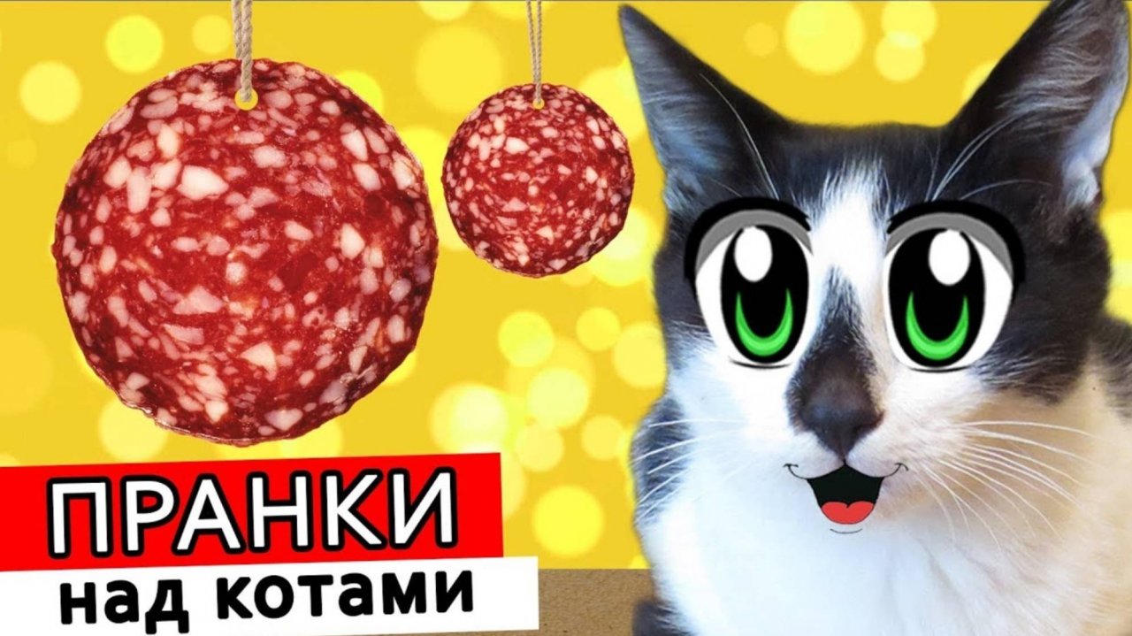 ПРАНКИ НАД КОТАМИ! КОТ И КОШКА МУРКА РАЗЫГРАНЫ! НОВЫЕ ПРИКОЛЫ! 4 СМЕШНЫХ ПРАНКА | А ну-ка давай-ка