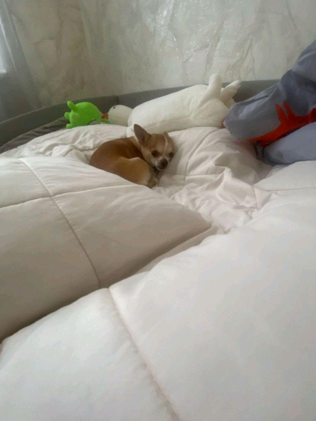 квд