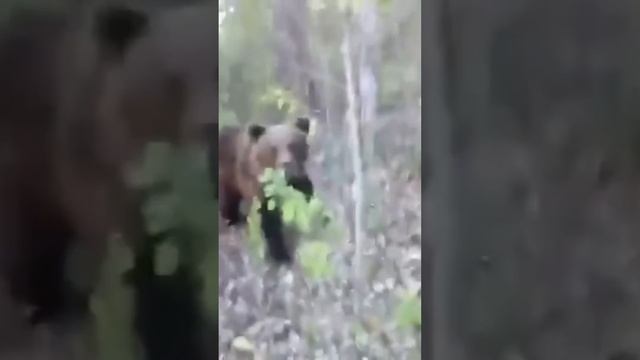 Жестокое нападение медведя на человека!