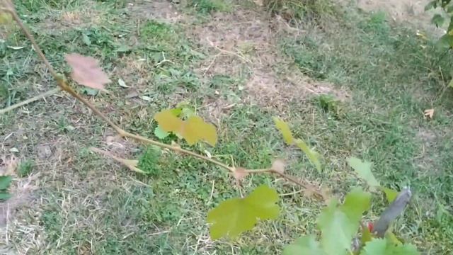 Обрезка молодых саженцев винограда