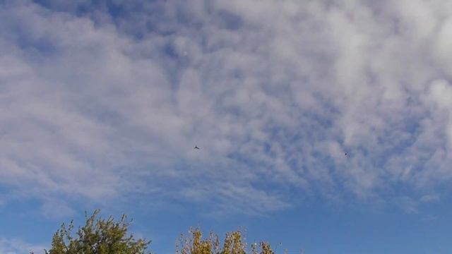 Ястреб Атакует Голубей с Крыши! Погоня Ястреба Тетере?