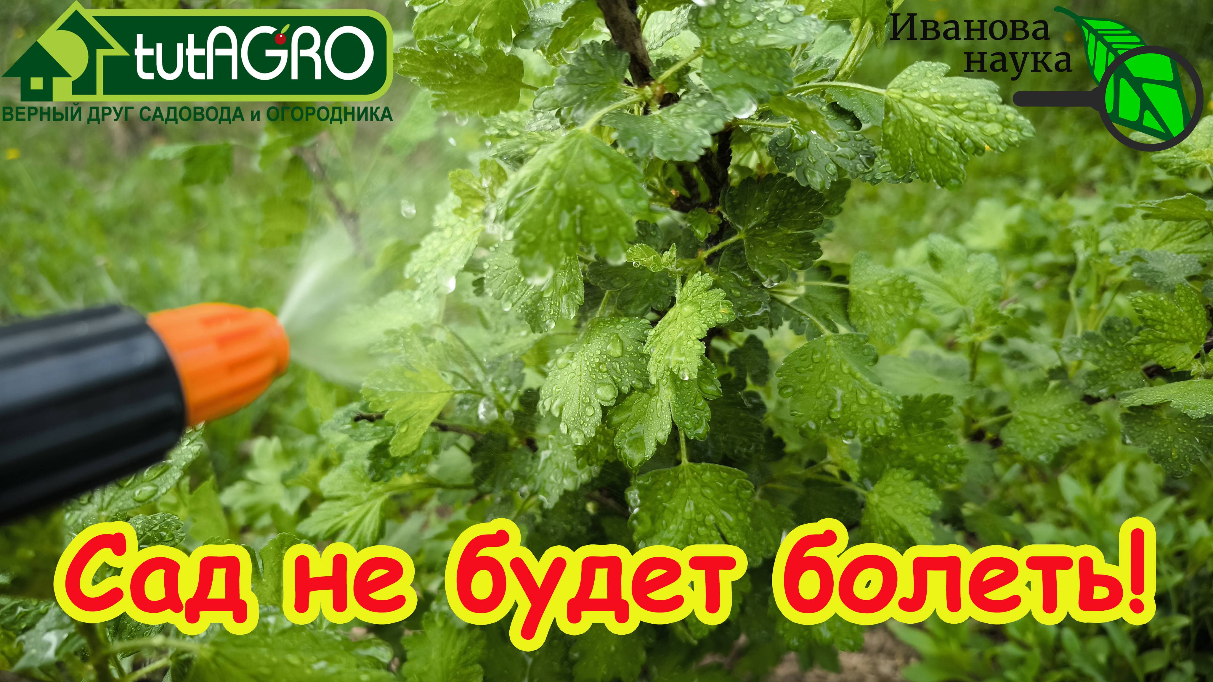 А ВЫ ЗНАЛИ ПРО ЭТО СУПЕР СРЕДСТВО ОТ МУЧНИСТОЙ РОСЫ?🔥🔥ДЕШЕВО И ЭФФЕКТИВНО!