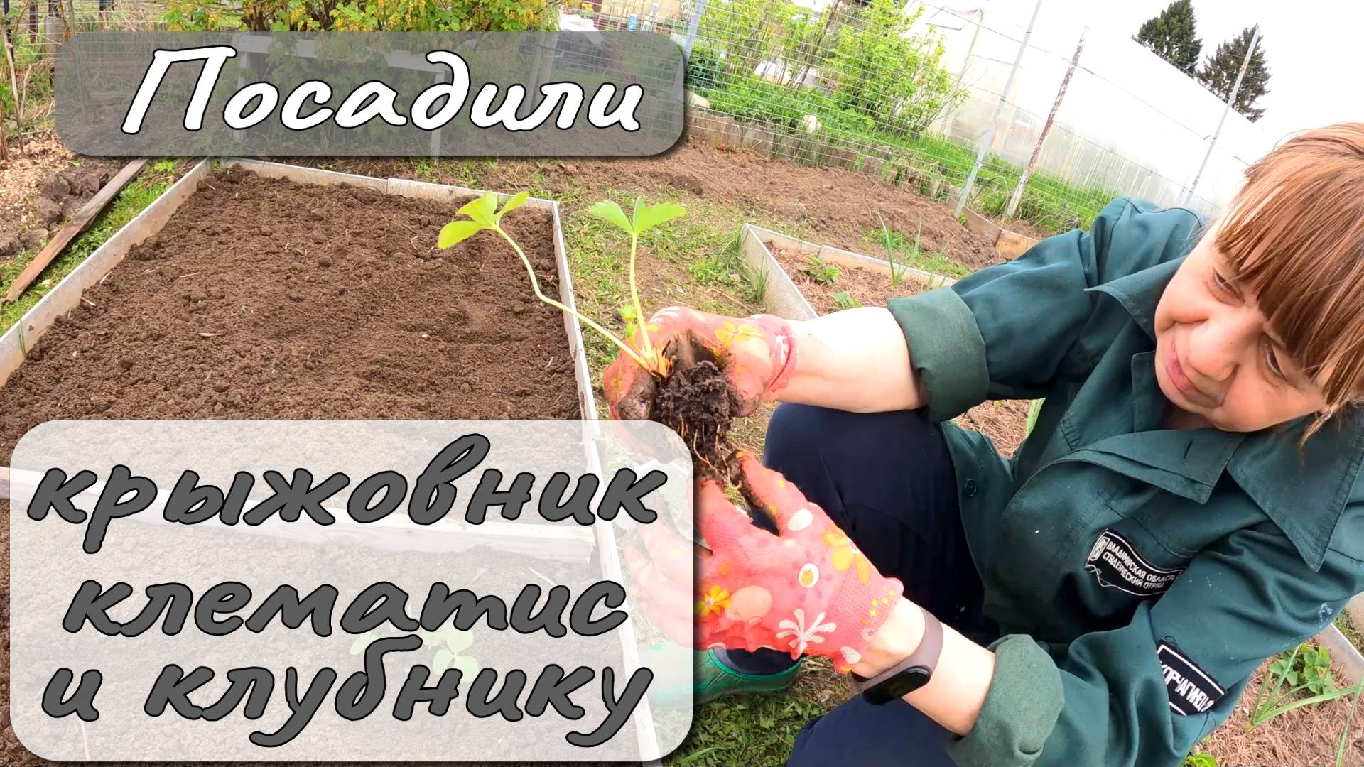 ПОСАДИЛИ КРЫЖОВНИК КЛЕМАТИС И КЛУБНИКУ