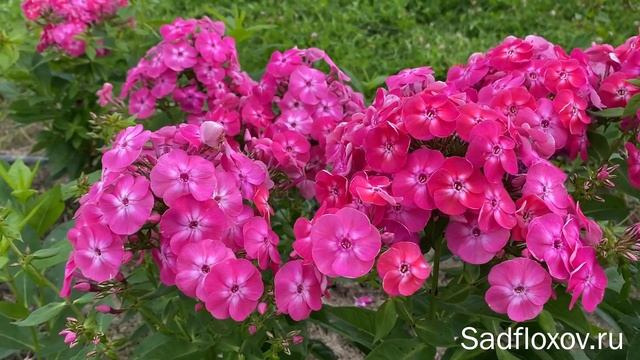 Карликовый флокс Бамбини Свит Тарт Bambini Sweet Tart