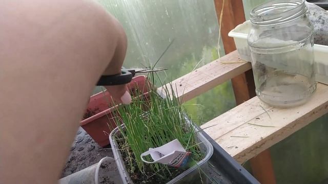 Сад и огород в мае 2024
