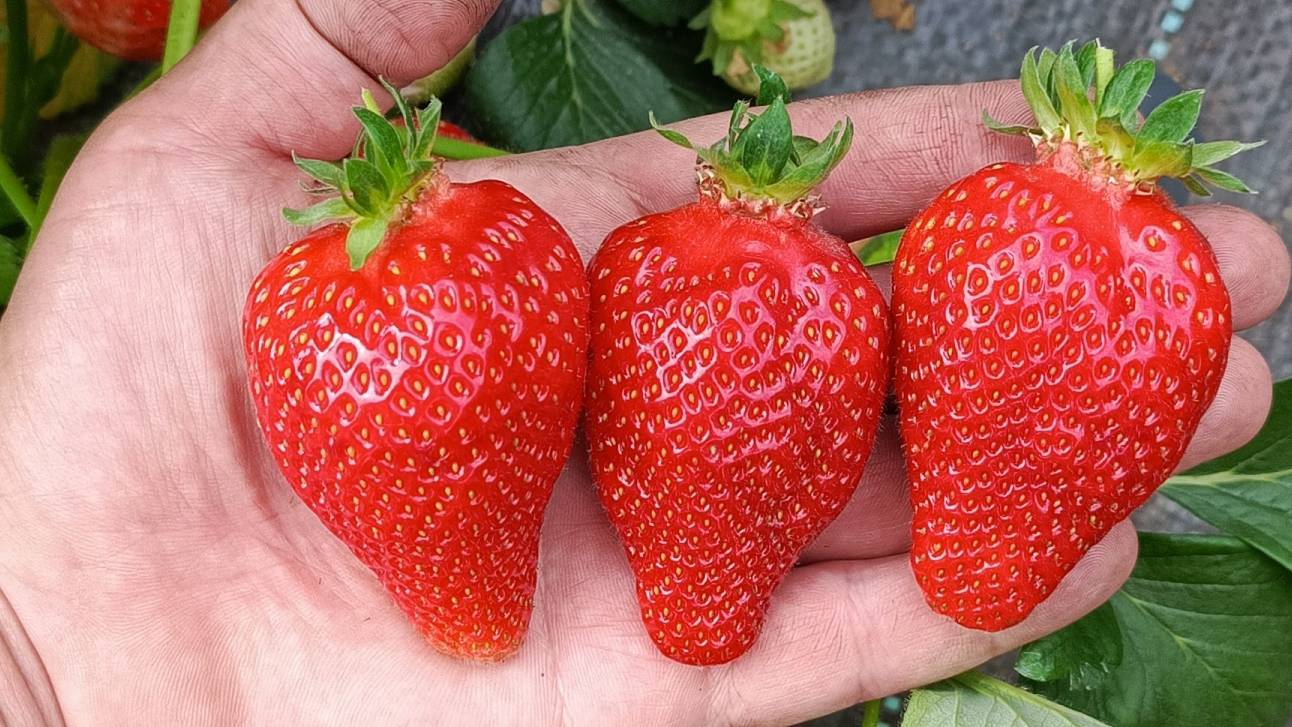 Продажа клубники провалилась! Машина сломалась, но я все равно заработал — реальный опыт
