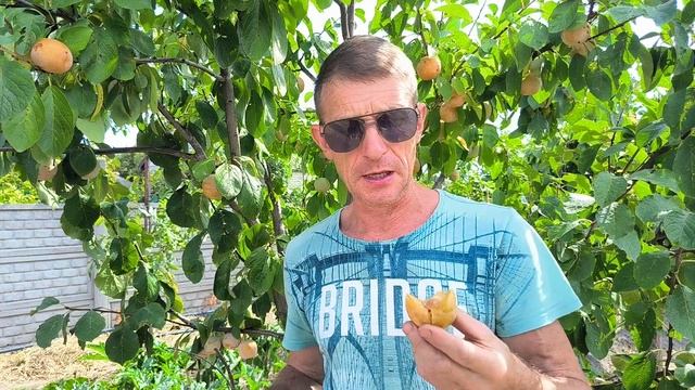 Обзор крутой сливы То Че Сан!
