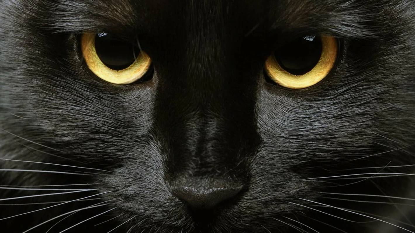 Чёрная кошка: История человеческих заблуждений