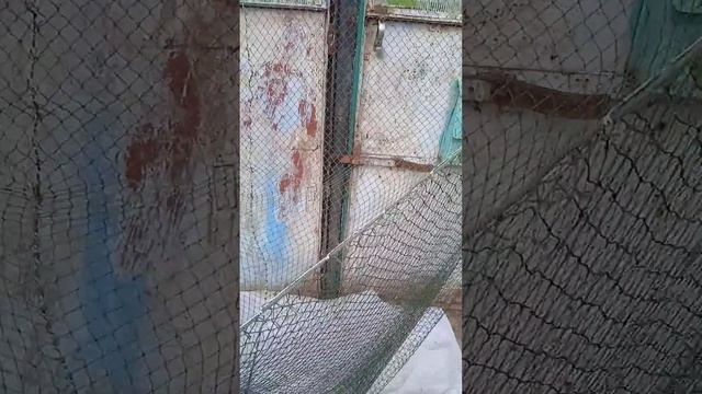 #волокуша#драчка#волок#снасть для лова рака#