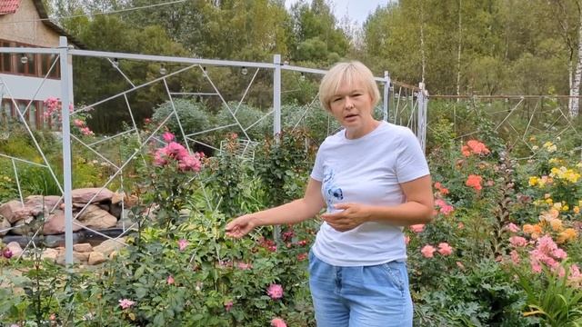 НАЧИНАЮ ГОТОВИТЬ РОЗЫ К ЗИМЕ. Гигиена, и подкормки в ко