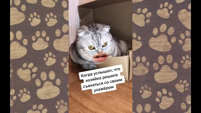 Говорящие коты | Лучшая подборка №4