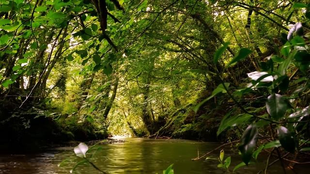Шум Реки и Пение птиц в лесу. Звуки природы