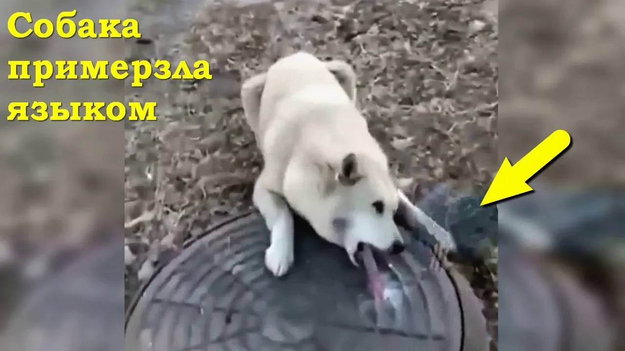Когда животные нуждаются в помощи... Главное - не пройти мимо!