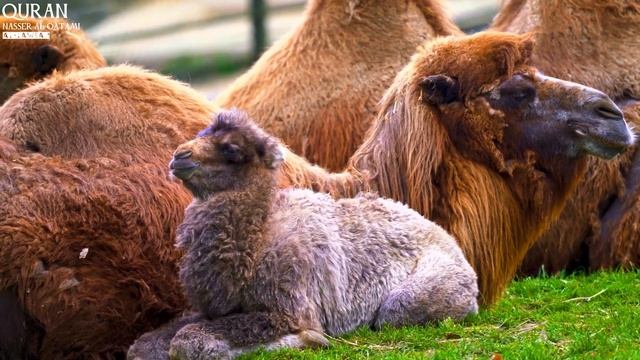 Коран Видео С Животными 4к
Сура-9 Ат-Тауба
Чтец: Нассерь Аль-Катами
