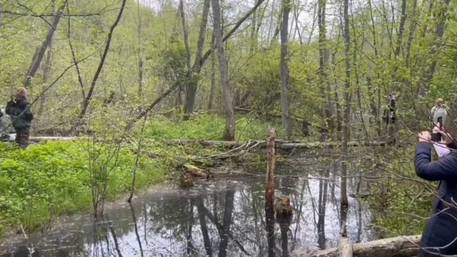 Гусеничный вездеход застрял на болоте
