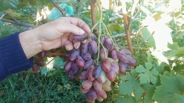 Автограф виноград селекции Калугина Виктора с крупно?