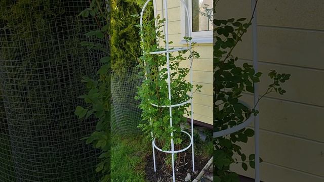 Опоры для роз своими руками.