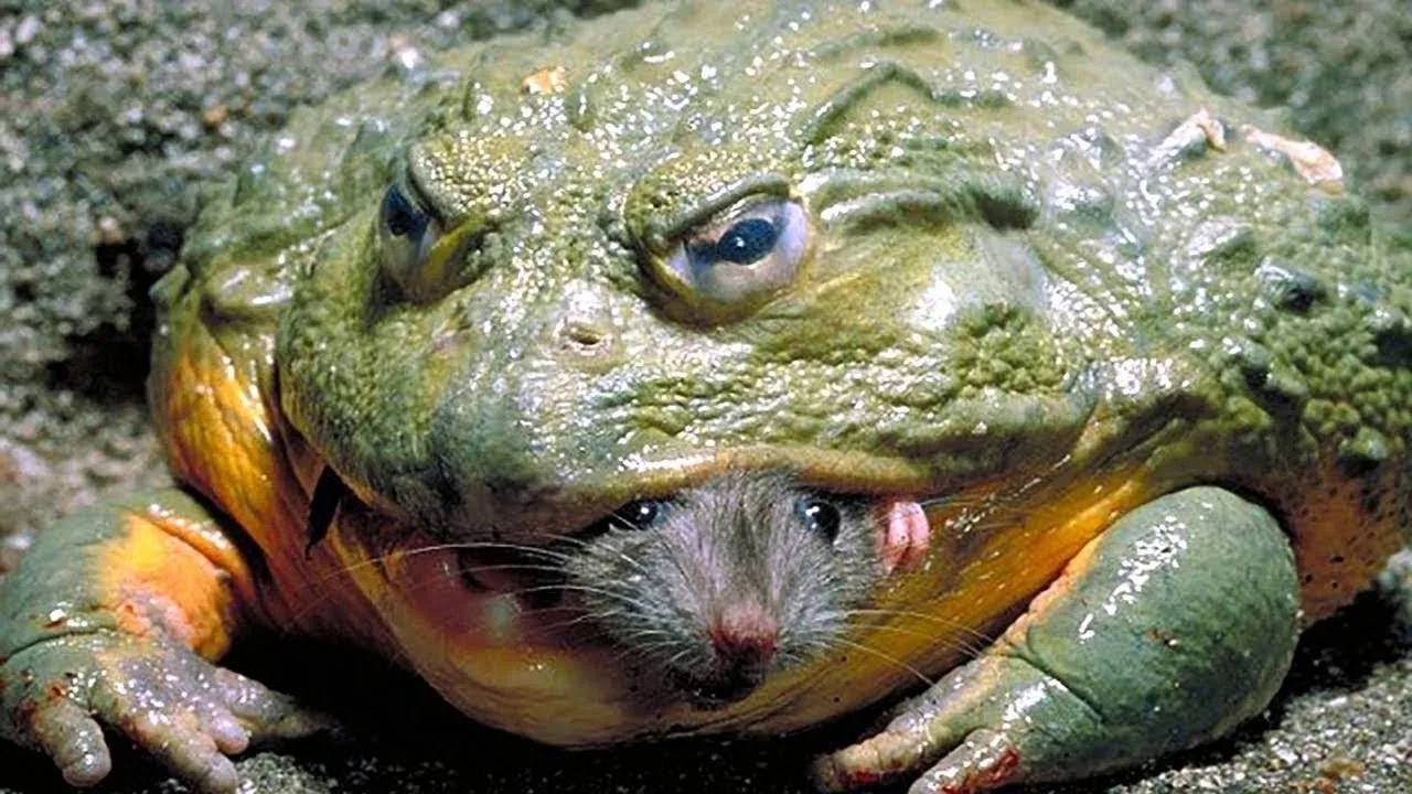 Животные Гиганты... Самые большие существа на планете!