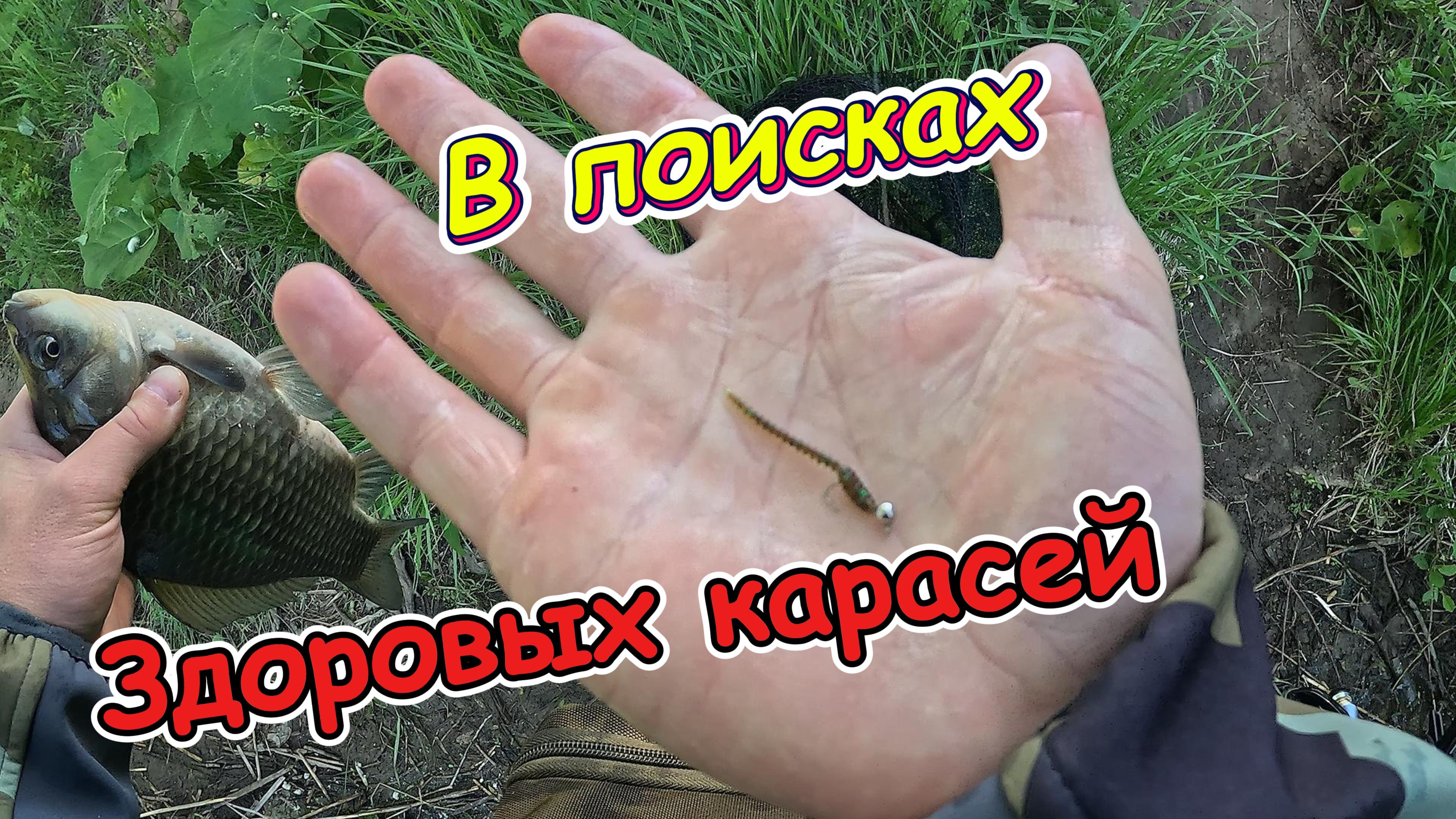 Ищем КРУПНЫХ КАРАСЕЙ! МОРМЫШИНГ. GAMMARUS