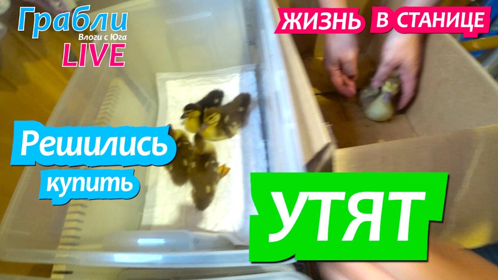 920 серия 30.05.25 Купили утят мускусной утки. Жизнь в своем доме на Юге станица Динская