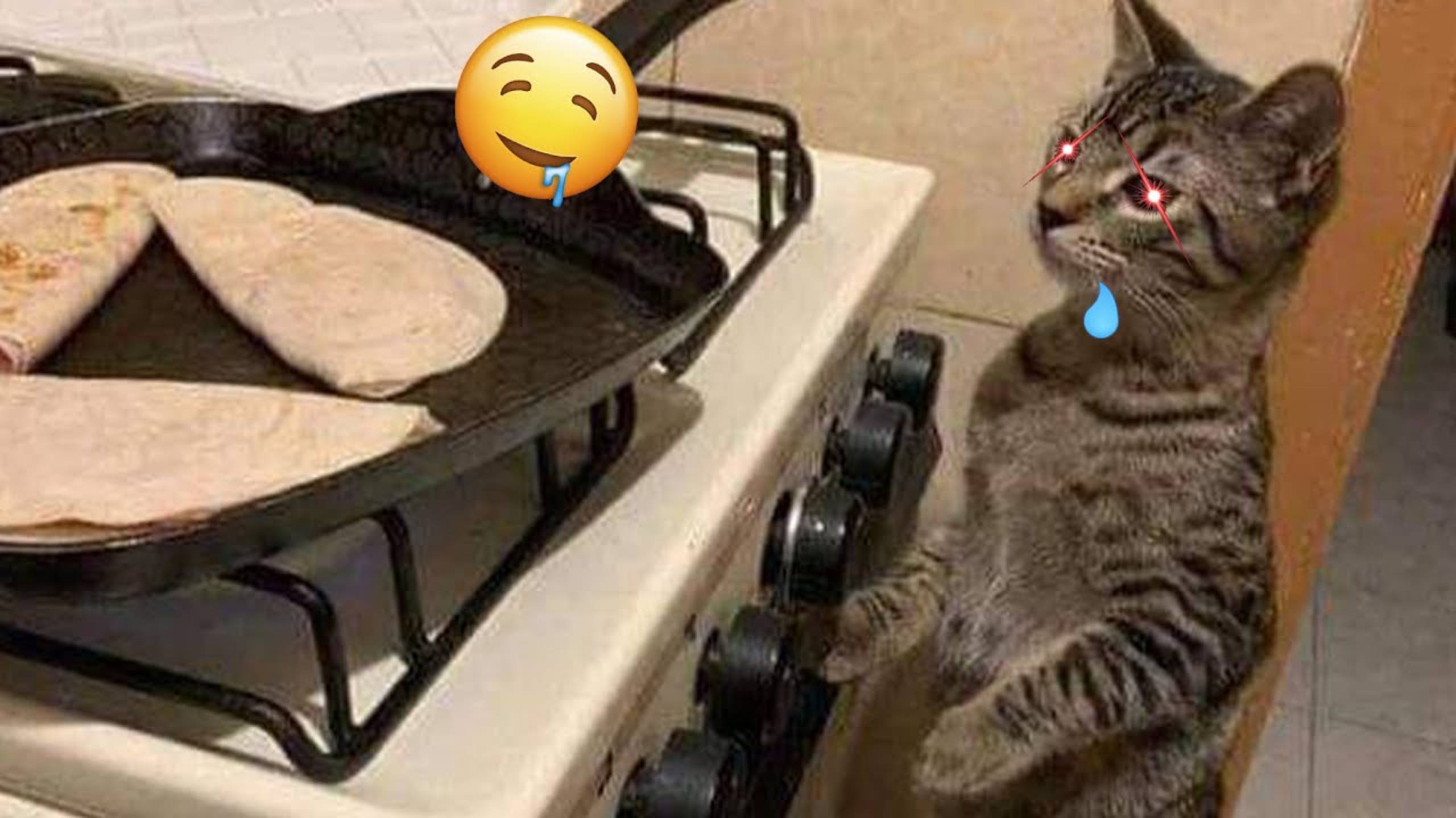 Приколы с котами! Смешные коты - Самые смешные животные С ОЗВУЧКОЙ! Ржака!!