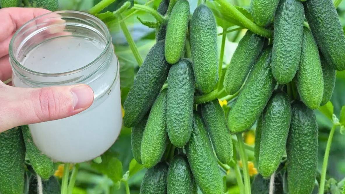 🌱✨ Огурцы, Томаты, Перец — растут как на дрожжах! Проверенный способ🍅🥒🌶️