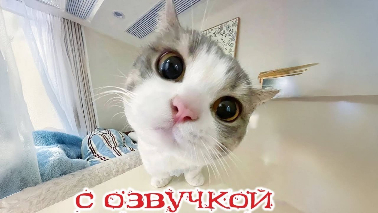 Приколы с котами! Смешные коты! С ОЗВУЧКОЙ! УГАРНЫЕ! Самые смешные животные!