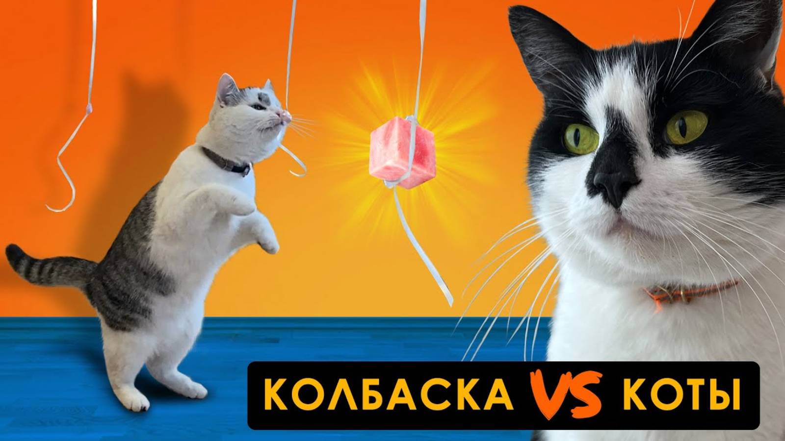 ЧЕЛЛЕНДЖ для ЖИВОТНЫХ А НУ КА ДАВАЙ КА ! СОРВИ КОЛБАСКУ ЧТОБЫ ВЫЖИТЬ! МАЛЫШ VS МУРКА КТО ПОБЕДИТ?