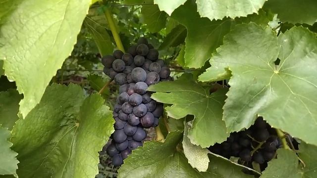 Изюмский мускат виноград с шикарным вкусом селекции Щ