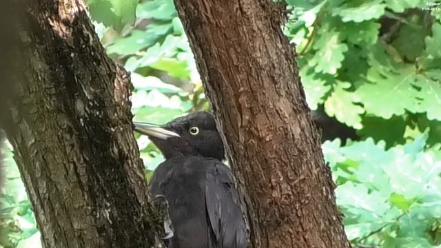 Чёрный дятел желна суетится и орёт (голоса птиц) || The blac
