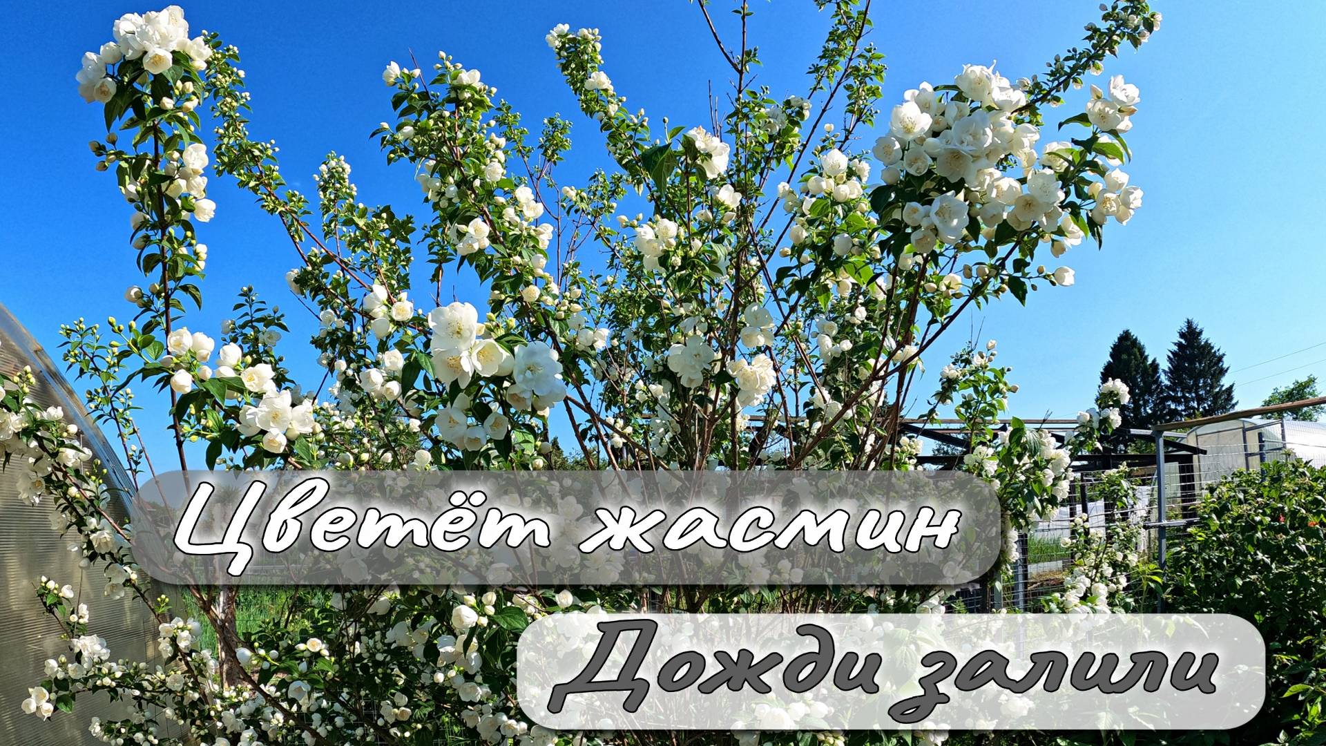 ЦВЕТЕТ ЖАСМИН ДОЖДИ ЗАЛИЛИ