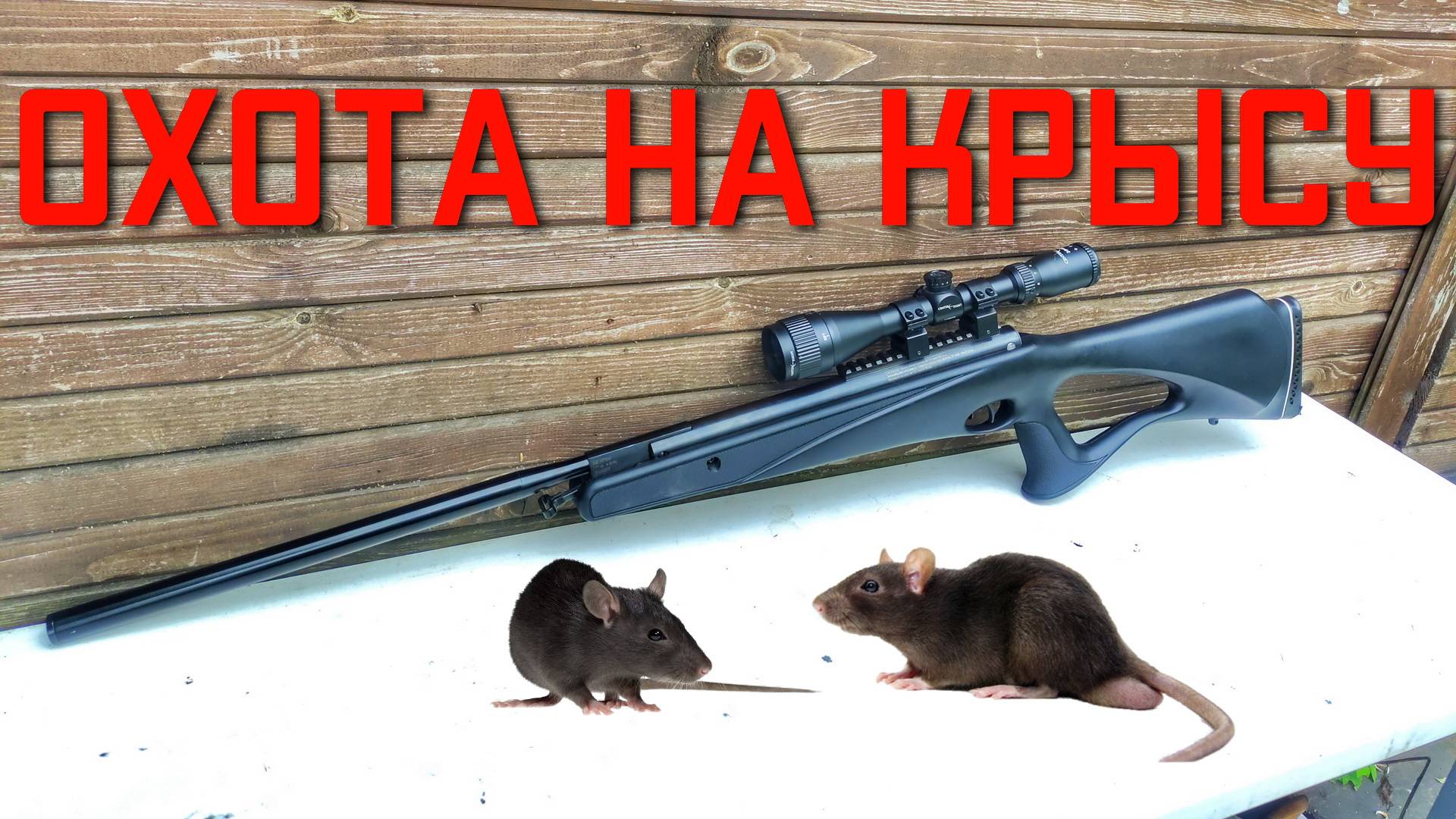 ОХОТА НА КРЫСУ из пневматики Crosman Benjamin Trail