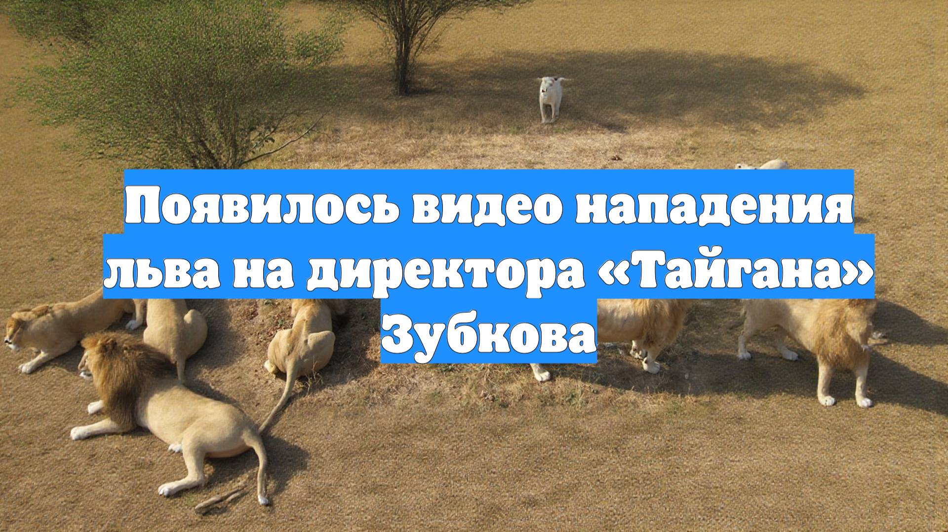 Появилось видео нападения льва на директора «Тайгана» Зубкова