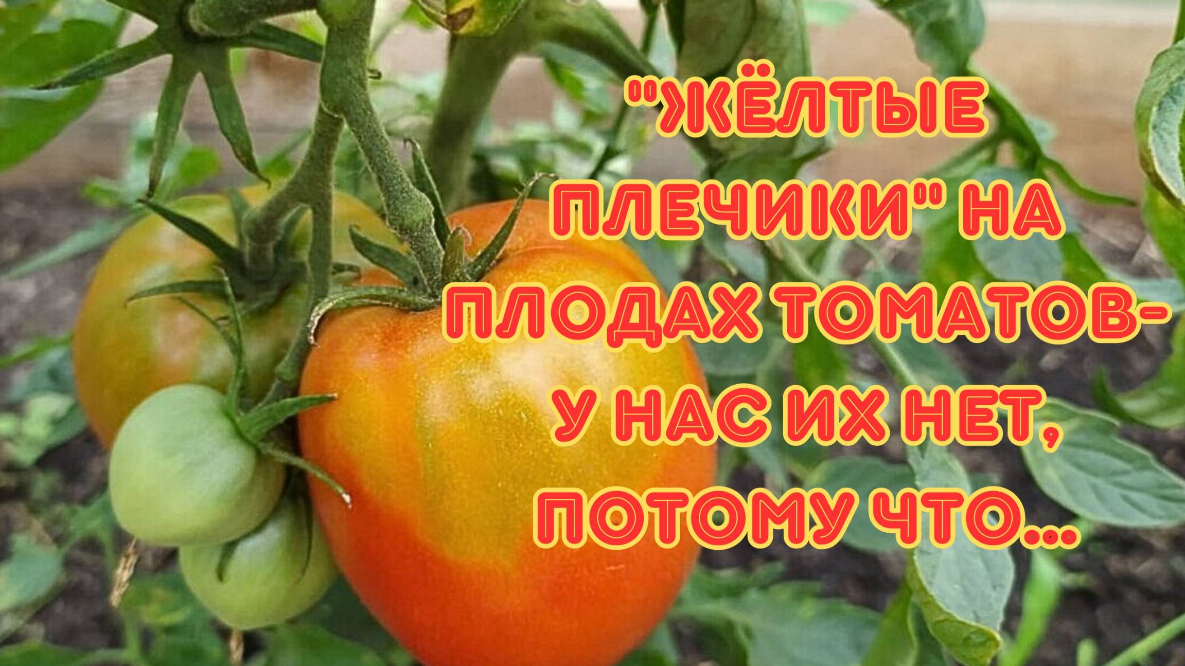 Почему на плодах томатов появляются "жёлтые плечики".