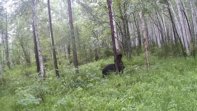 Конец весенней охоты на медведя в 2025г.