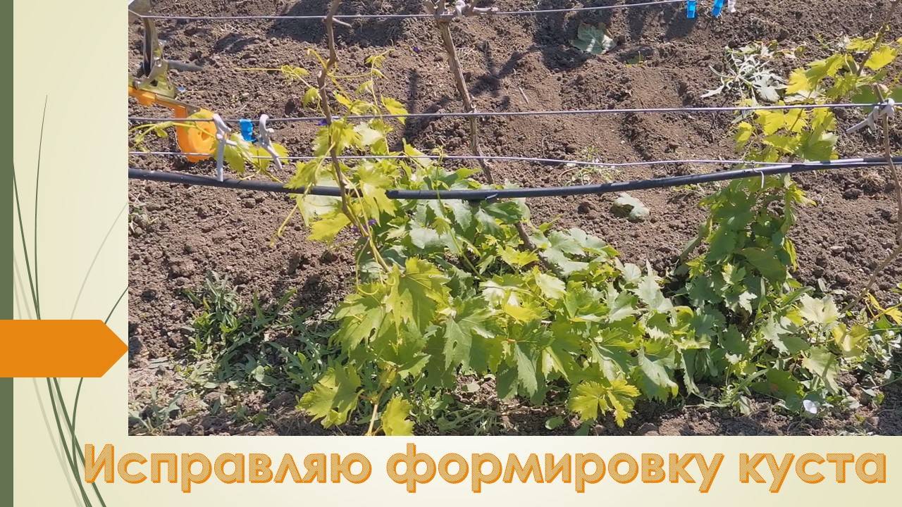 Как сформировать виноградный куст