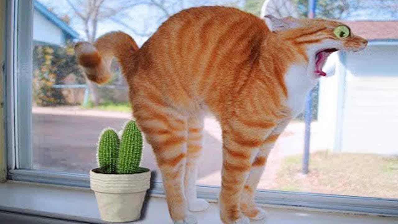 ПРИКОЛЫ С ЖИВОТНЫМИ ДО СЛЕЗ #89 Смешные КОТЫ И СОБАКИ Приколы