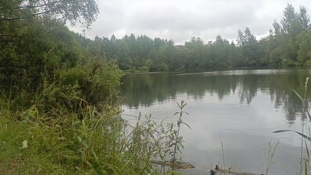 Летний дождь на озере. Голоса птиц.
